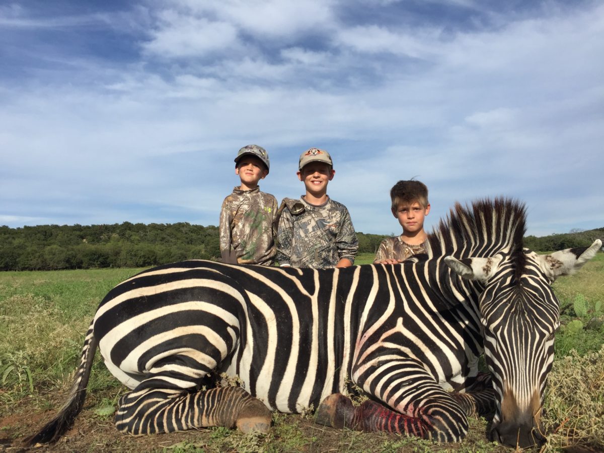 Zebra — 6S River Ranch